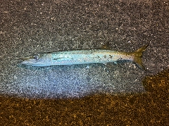 タイワンカマスの釣果