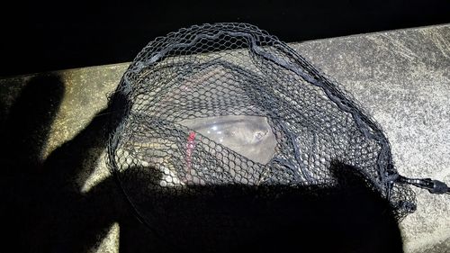 アカエイの釣果