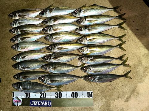 アジの釣果