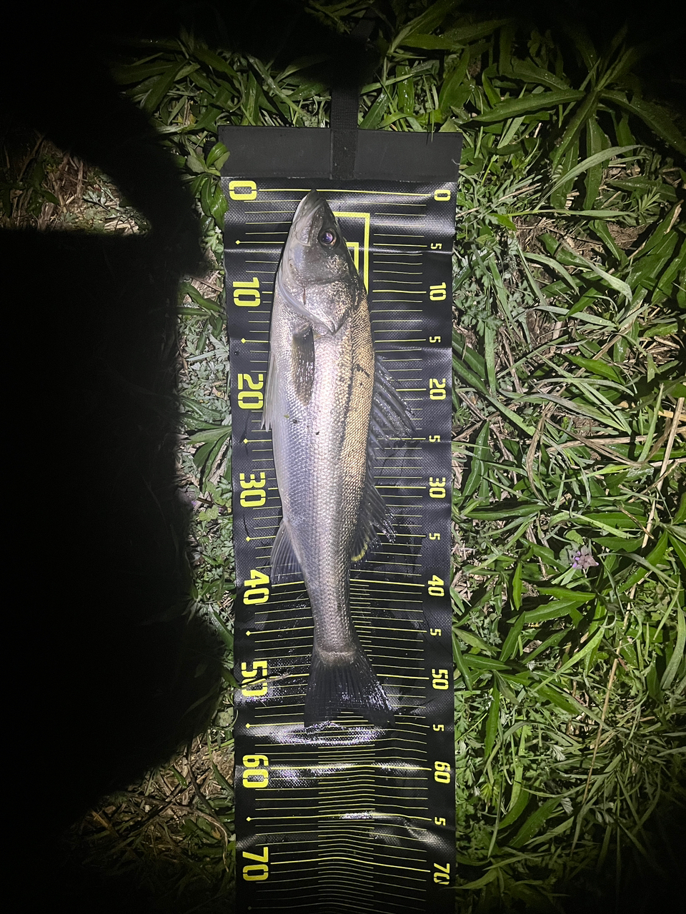 SUNLINE ソルティメイト キャリアハイ 6 1.7号/30.0lb