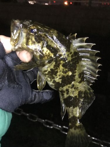 タケノコメバルの釣果