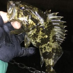 タケノコメバル