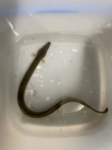 ウナギの釣果