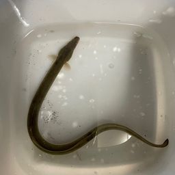 ウナギ