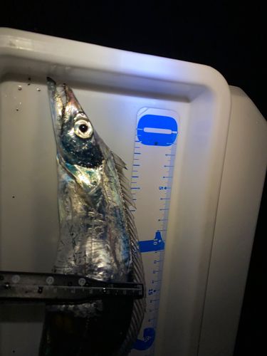 タチウオの釣果