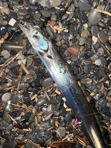 タチウオの釣果