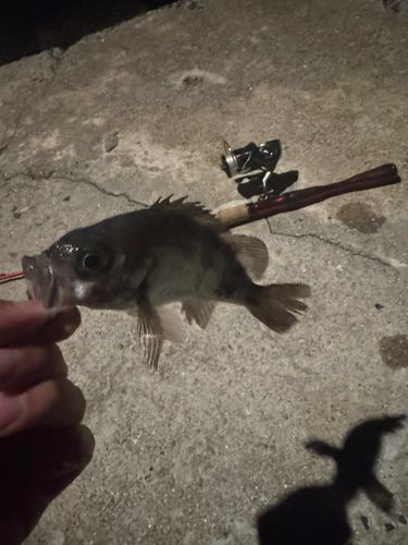 アオメバルの釣果