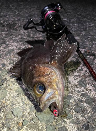 メバルの釣果
