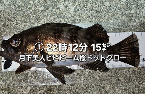 メバルの釣果