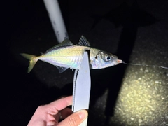マアジの釣果