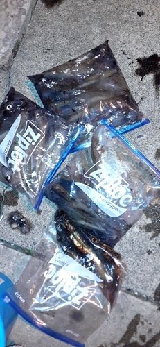 ヤリイカの釣果