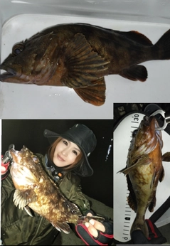 ソイの釣果