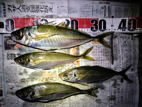 アジの釣果