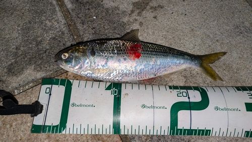 コノシロの釣果