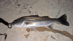 セイゴ（マルスズキ）の釣果