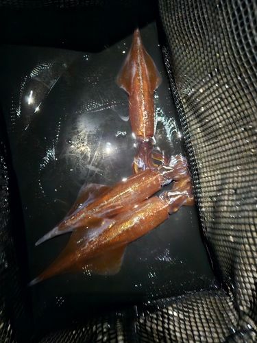 ヤリイカの釣果