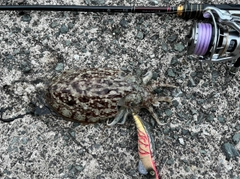 コウイカの釣果