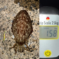 カミナリイカの釣果