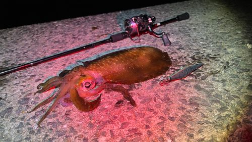アオリイカの釣果