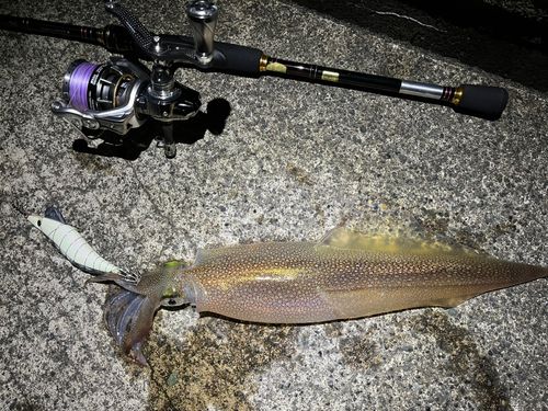 ヤリイカの釣果