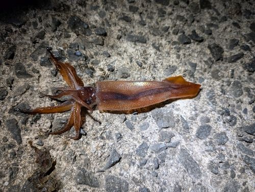スルメイカの釣果