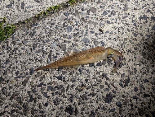 ヤリイカの釣果