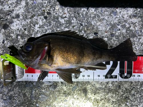 メバルの釣果