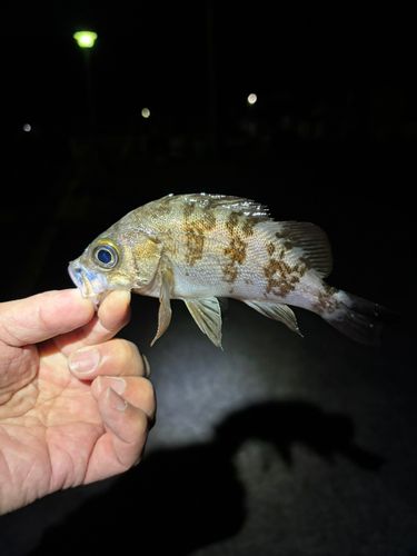 メバルの釣果