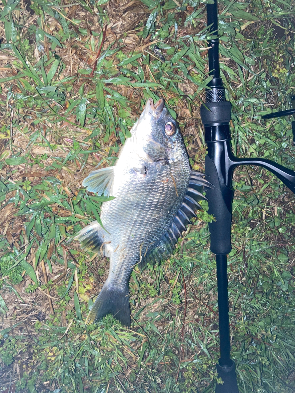 AbuGarcia バスフィールド BSFS-672Lの最安値・インプレ・釣果