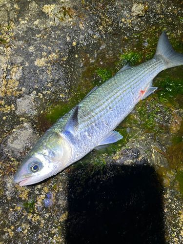 ボラの釣果