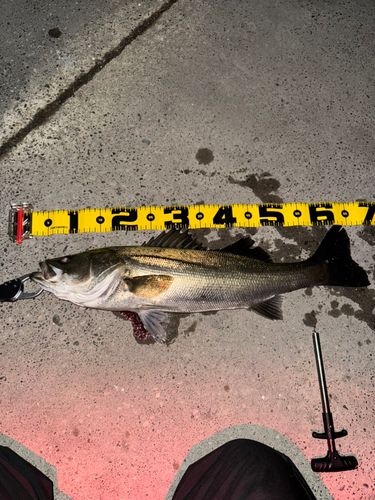 シーバスの釣果