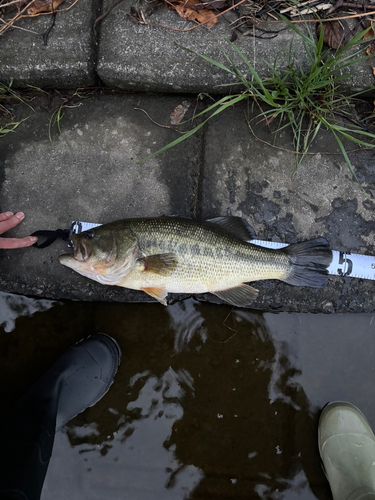 ラージマウスバスの釣果