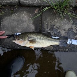 ラージマウスバス