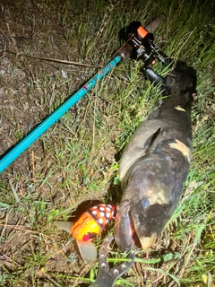 ナマズの釣果