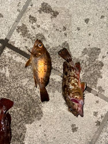 キンメバルの釣果