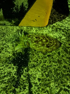 コウイカの釣果