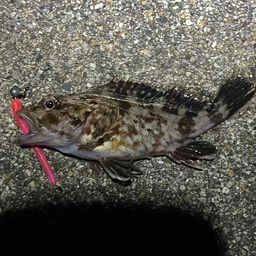 カサゴ