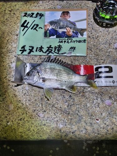 キチヌの釣果