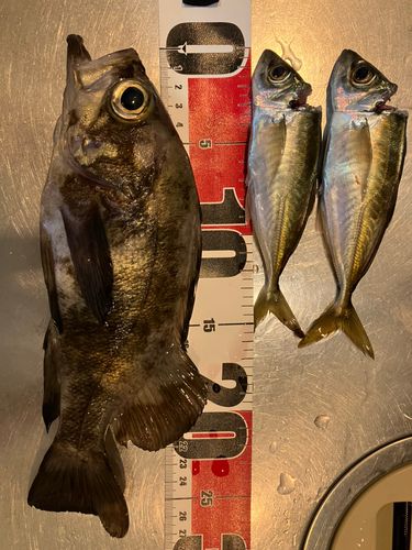 メバルの釣果