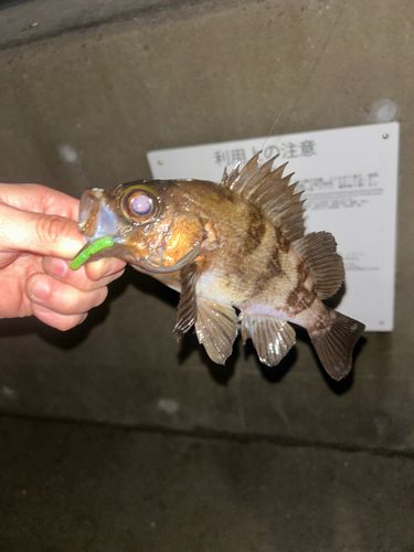 メバルの釣果