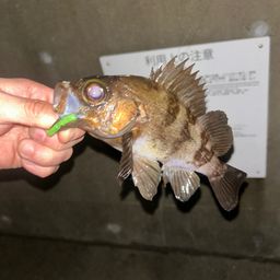 メバル
