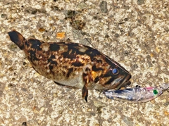ソイの釣果