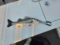 シーバスの釣果