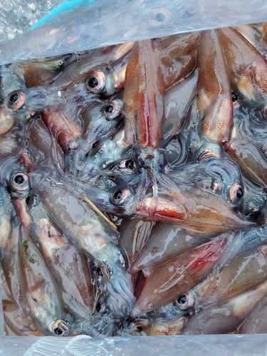 ホタルイカの釣果