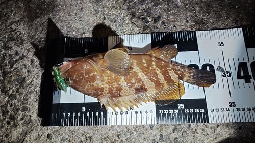 アコウの釣果