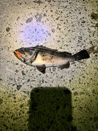 クロソイの釣果