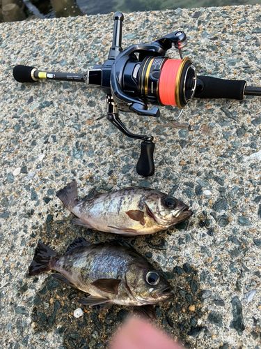 メバルの釣果