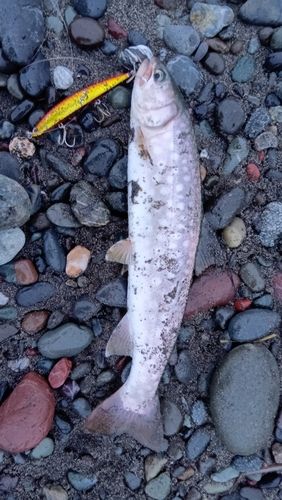 アメマスの釣果