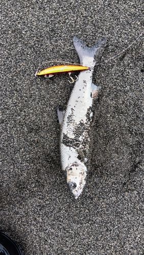 ウグイの釣果