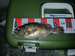 シロメバルの釣果